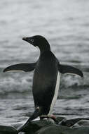 Слика од аделски пингвин
