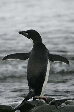 Image of Adelie Penguin