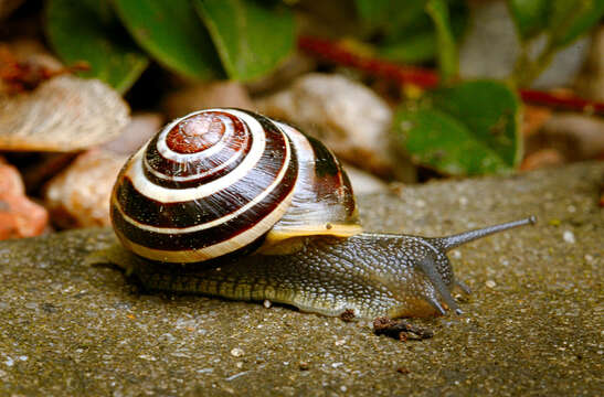 Image of White-lipped banded snail