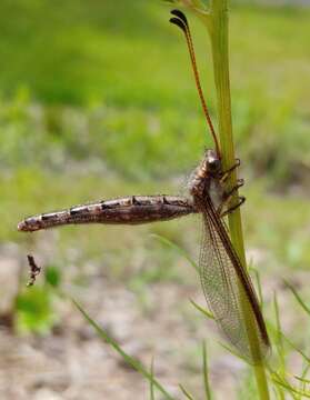 Sivun Ascaloptynx appendiculata (Fabricius 1793) kuva