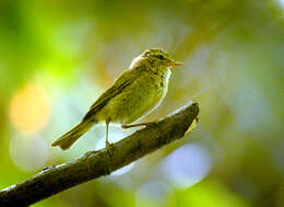 Image of Willow Warbler