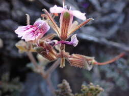 Image of Pelargonium griseum Knuth