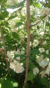 Plancia ëd Philadelphus coronarius L.