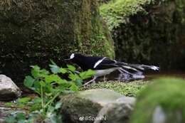 Image of White-crowned Forktail