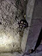 Image of Indian Domino Cockroach