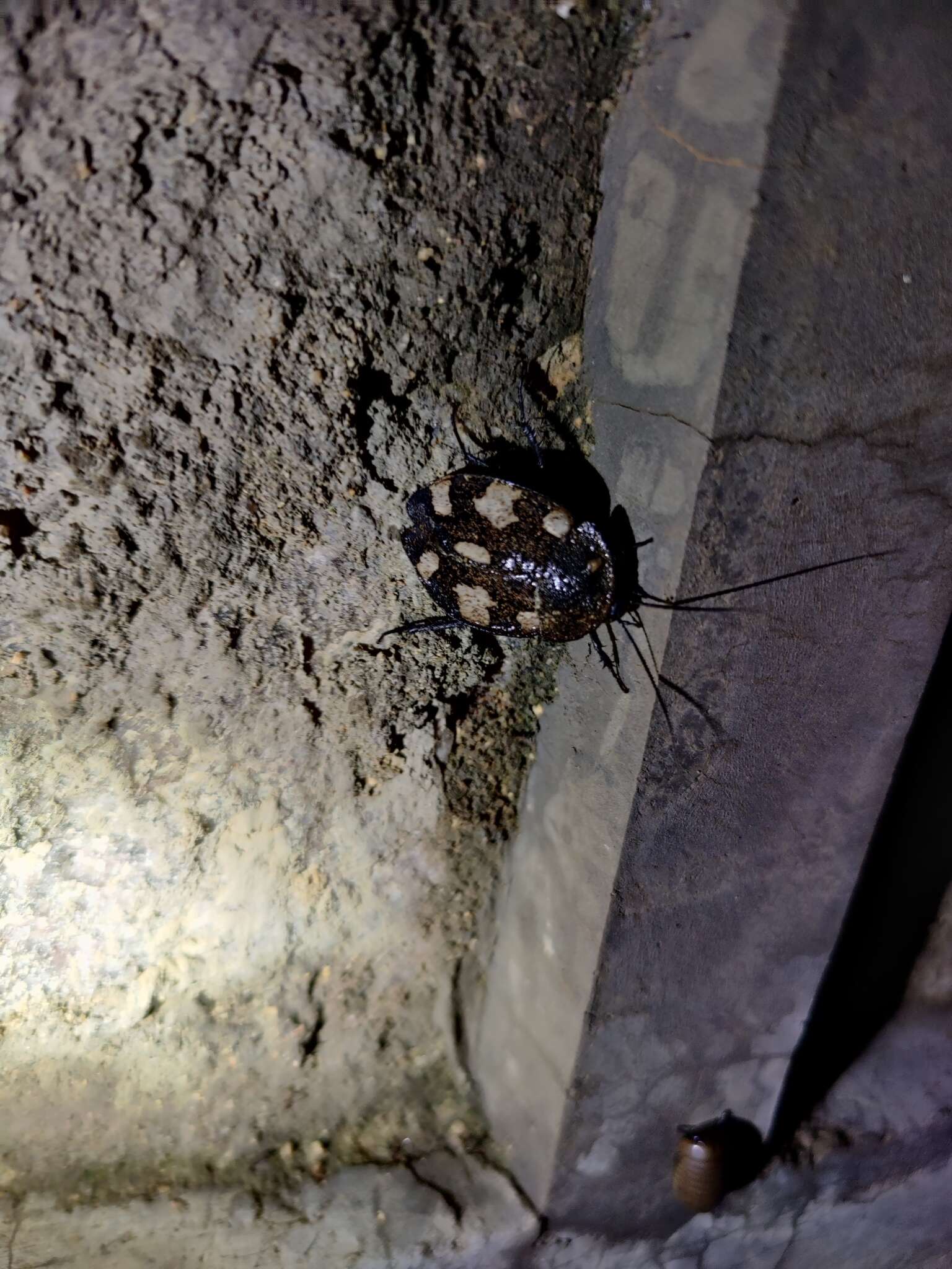 Image of Indian Domino Cockroach