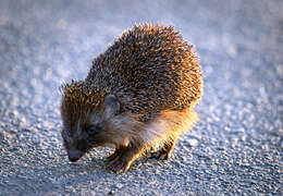 Image of Northern White-Breasted Hedgehog