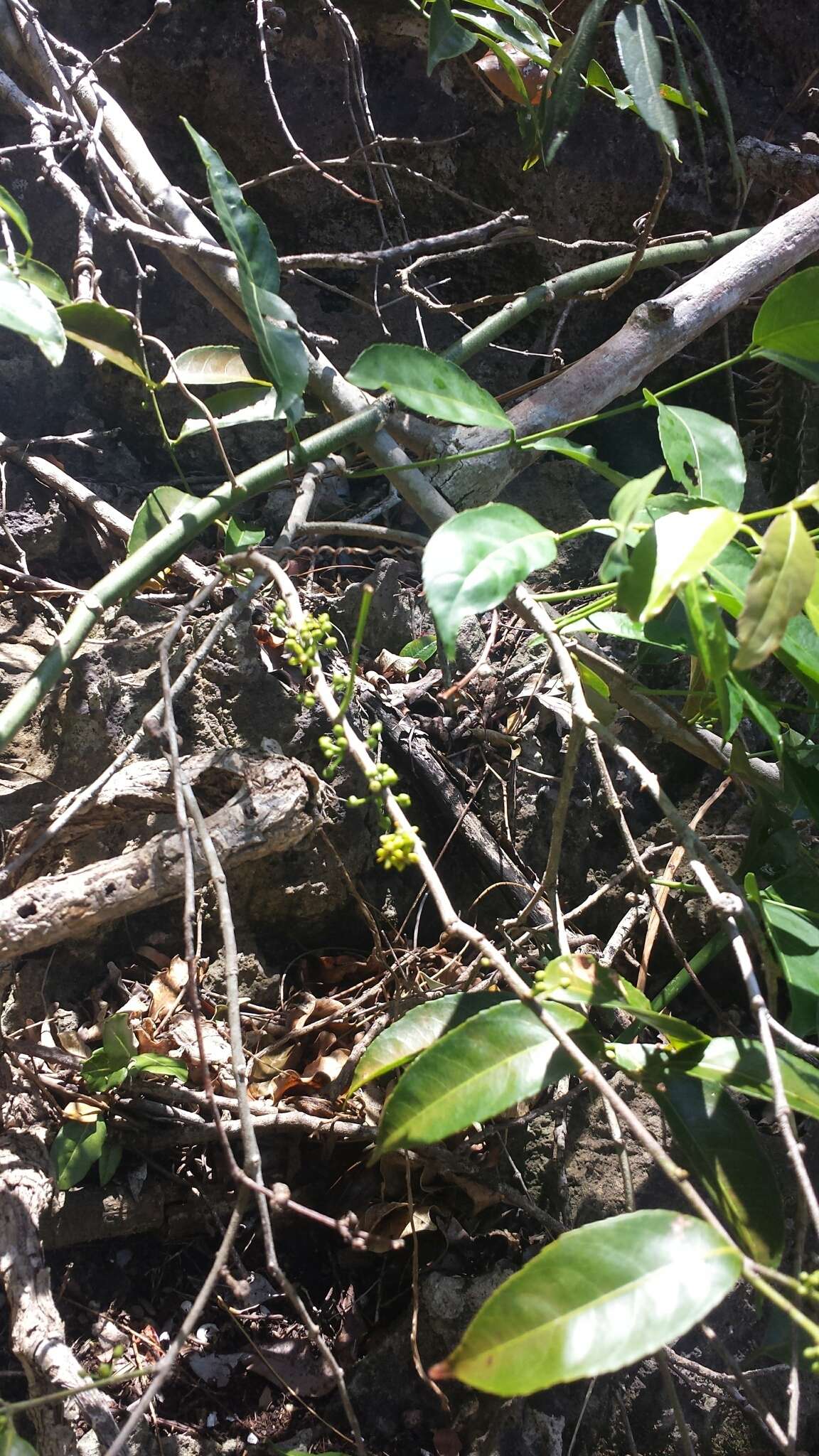 Image of Salacia madagascariensis (Lam.) DC.