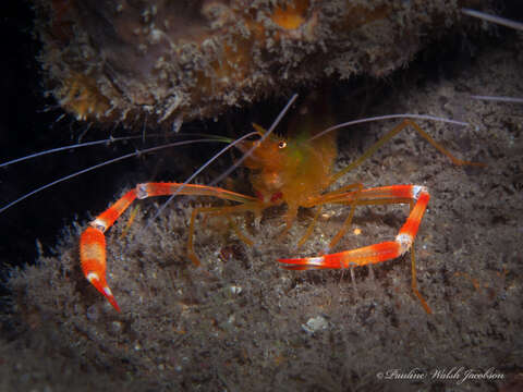 Image of yellowbanded coral shrimp