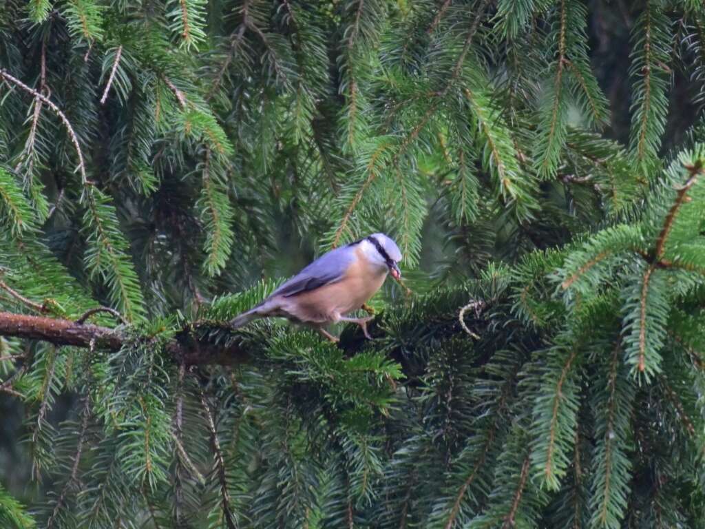 Image of Eurasian Nuthatch