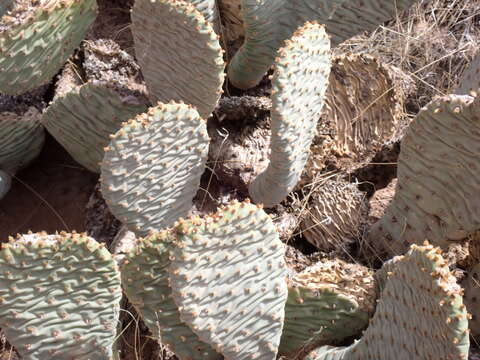 Image of beavertail pricklypear