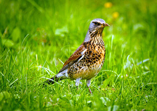 Image of Fieldfare