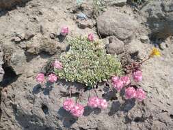 Image of Steens Mountain cushion buckwheat