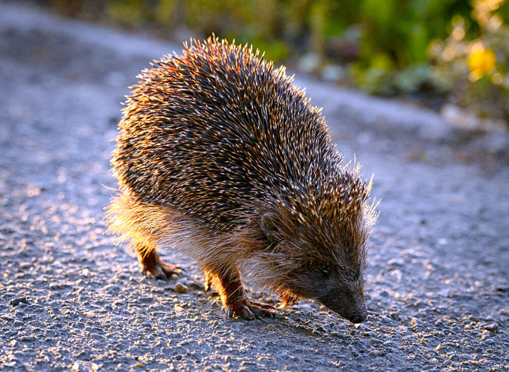 Image of Northern White-Breasted Hedgehog