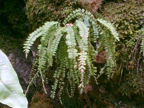 Image of maidenhair spleenwort