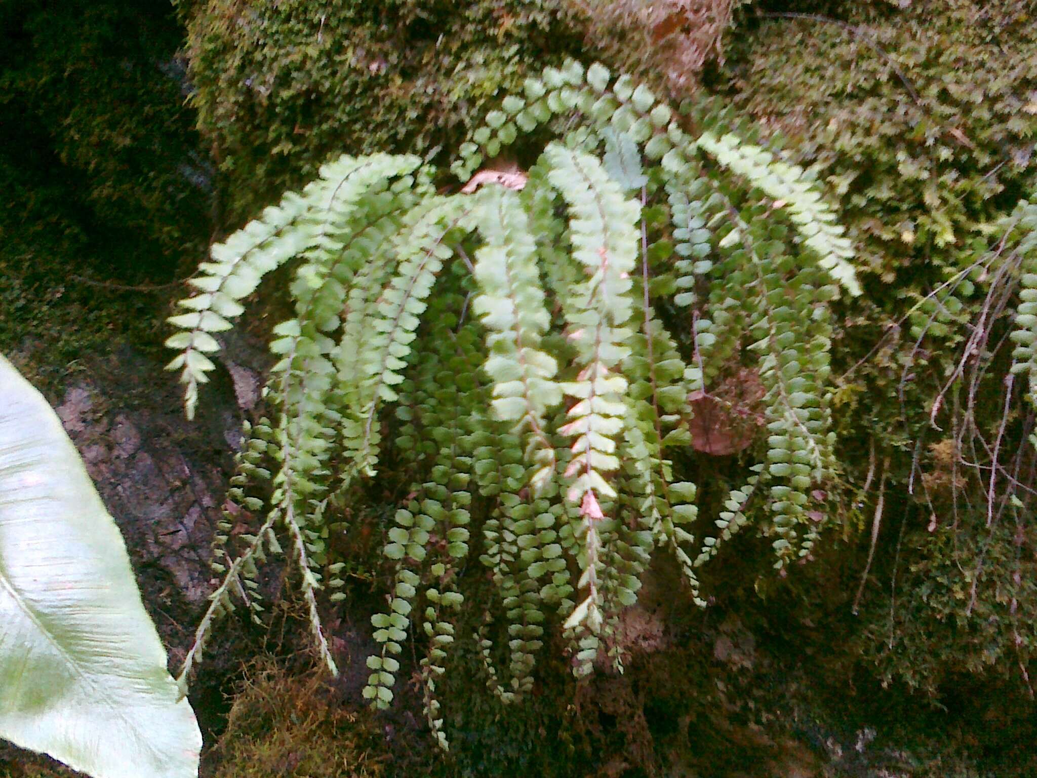 Imagem de Asplenium trichomanes subsp. quadrivalens D. E. Meyer