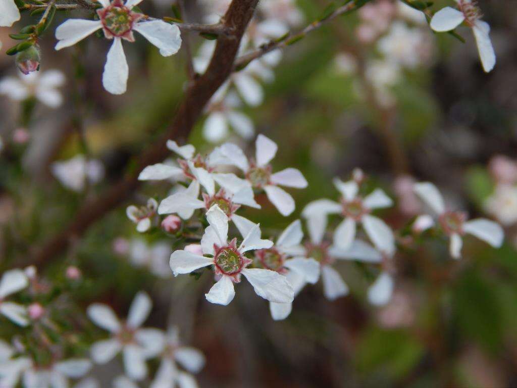 Sivun Leptospermum parvifolium Sm. kuva