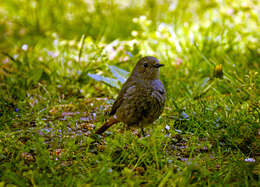 Image of Black Redstart