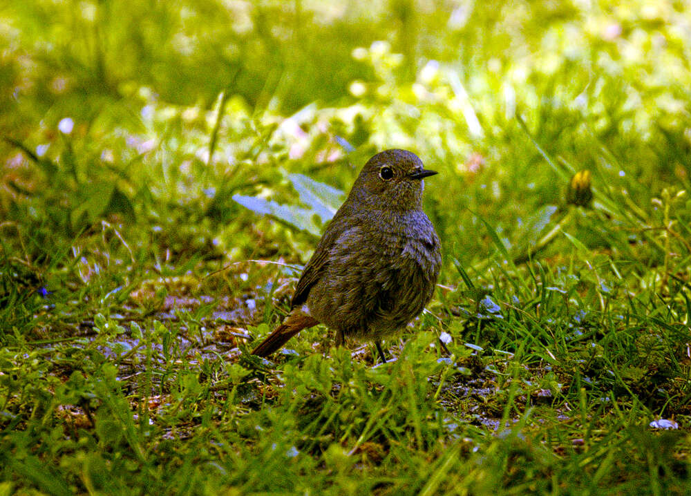 Image of Black Redstart