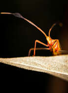 Image of Flag-footed Bug