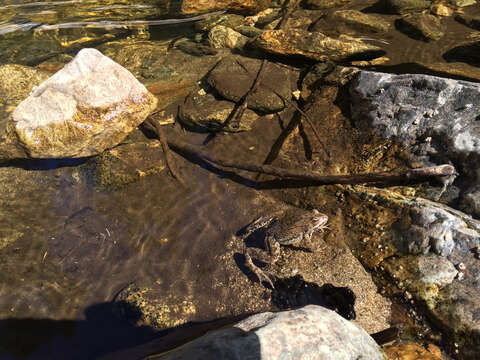 Image of Columbia Spotted Frog