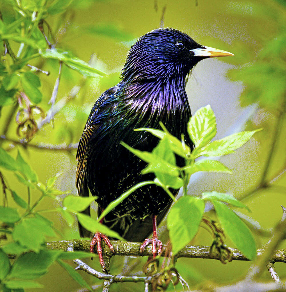 Image of Sturnus Linnaeus 1758