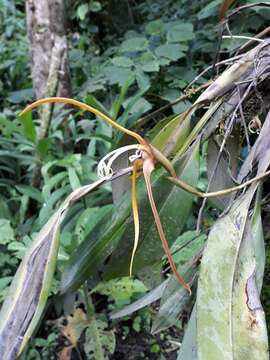 Image of Maxillaria fractiflexa Rchb. fil.