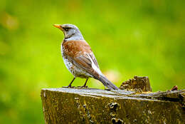 Image of Fieldfare