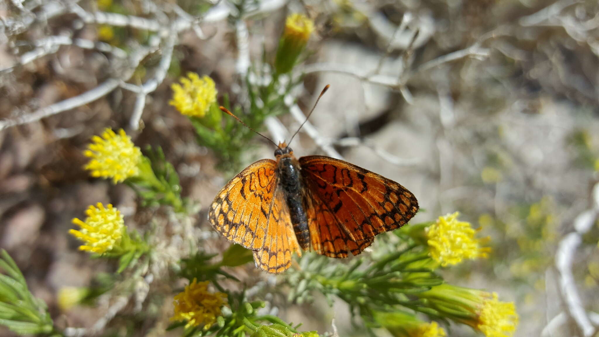 Image of Sagebrush Checkerspot