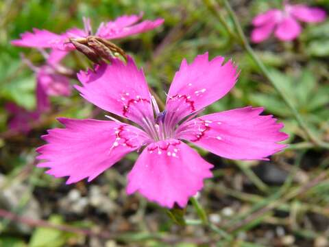 Слика од Dianthus deltoides L.