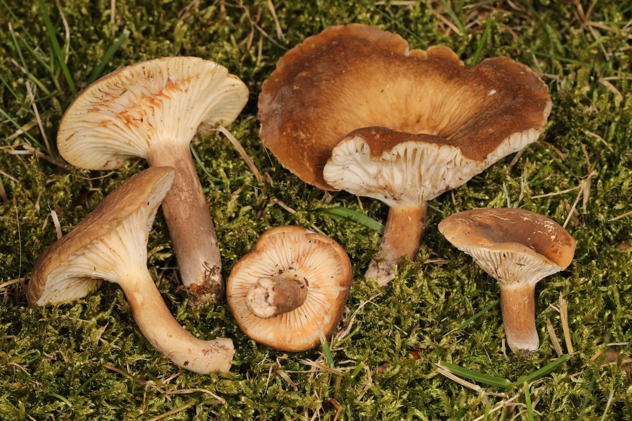 Imagem de Lactifluus petersenii (Hesler & A. H. Sm.) Stubbe 2012