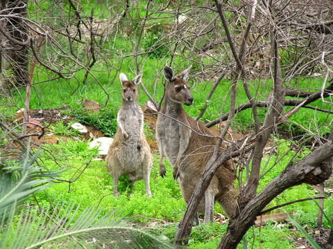 Image of Kangaroo Island Western Grey Kangaroo