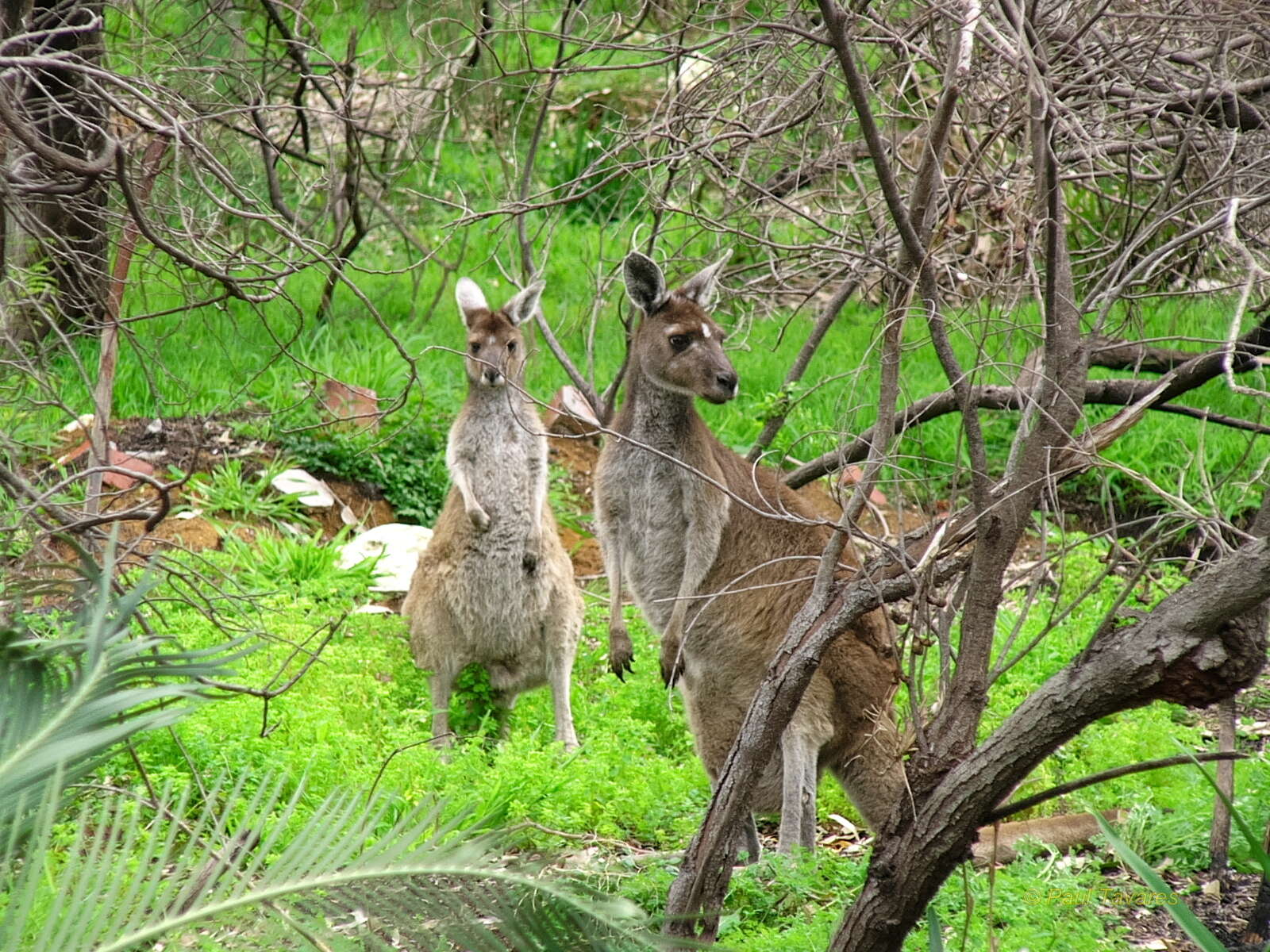 Macropus fuliginosus (Desmarest 1817) resmi