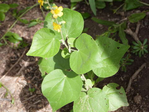 Image of Wissadula densiflora R. E. Fries