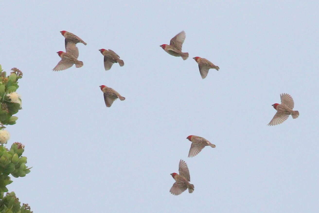 Image of Red-headed Quelea