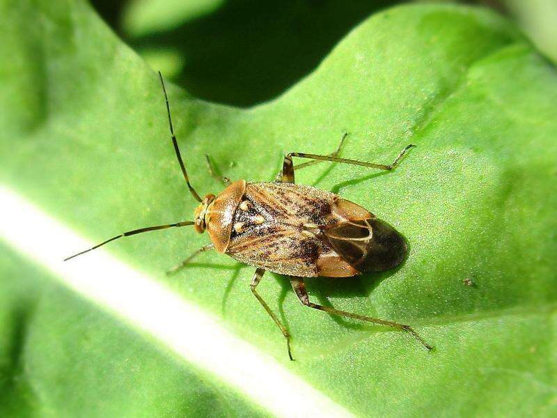 صورة Lygus rugulipennis Poppius 1911