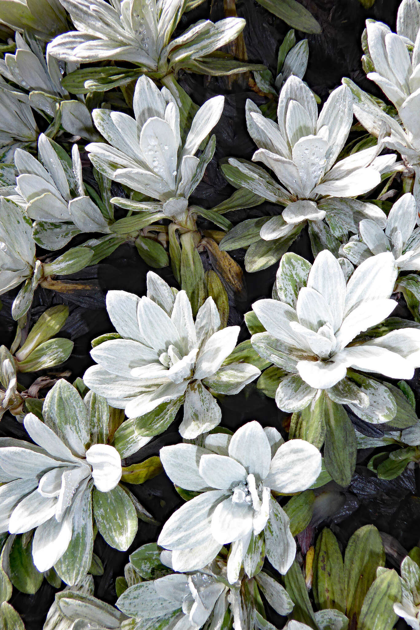 Image of white mountain daisy