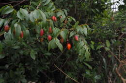 Image of Rourea microphylla (Hook. & Arn.) Planch.