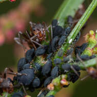 Image of Scottish wood ant