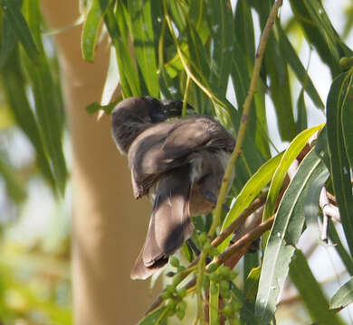 Image of Little Friarbird