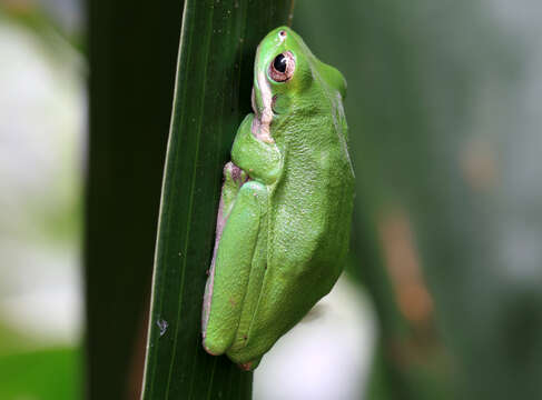 Image of Eastern Dwarf Tree Frog