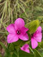 Barleria ovata E. Mey. ex Nees的圖片