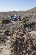 Image of coastal cholla