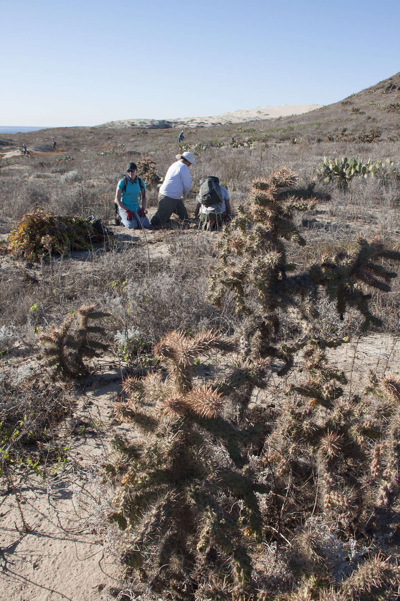 Image de Cylindropuntia prolifera (Engelm.) F. M. Knuth