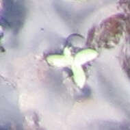 Image of valdivia duckweed