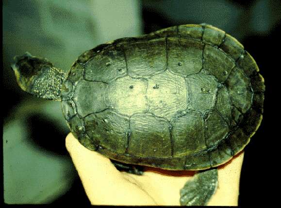 Image of Murray River Turtle