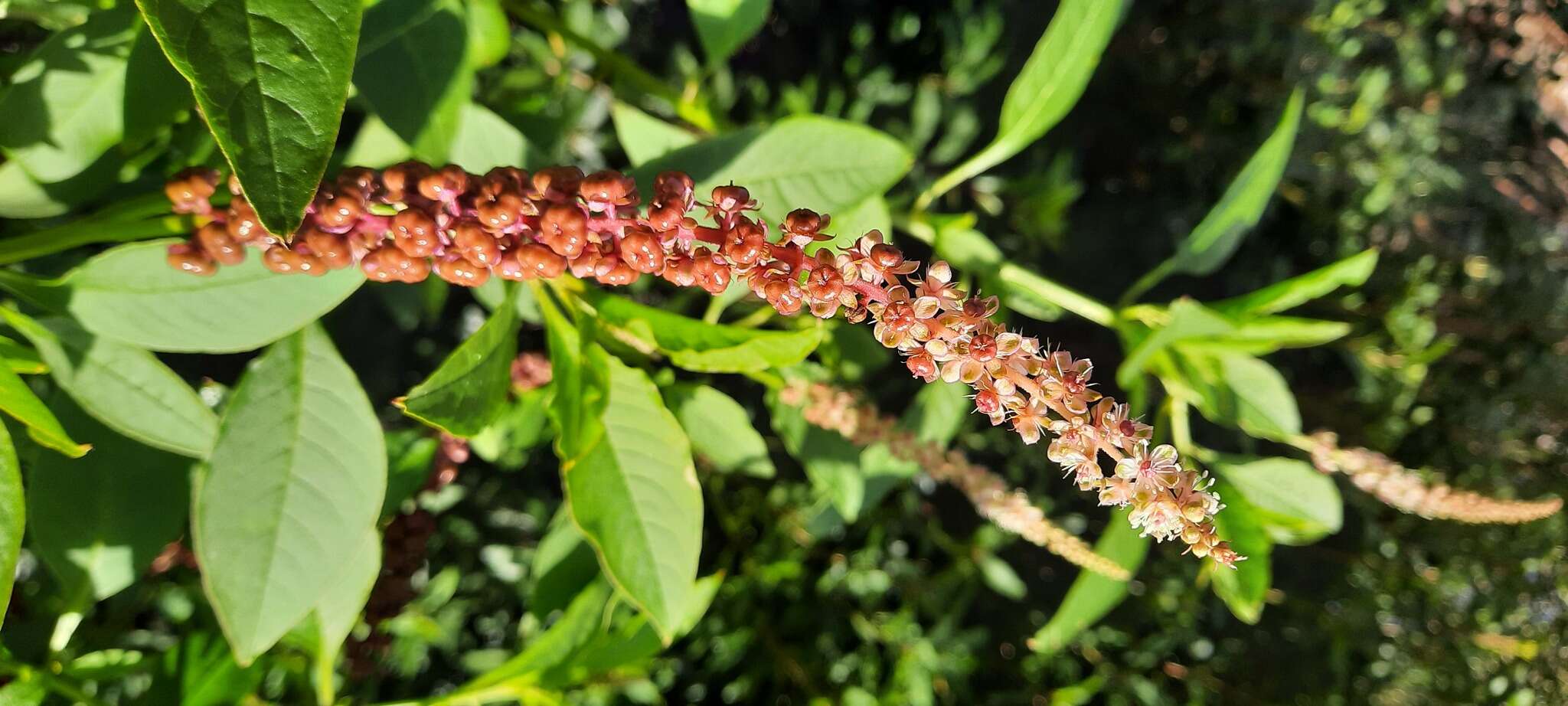 Image of Mexican pokeweed