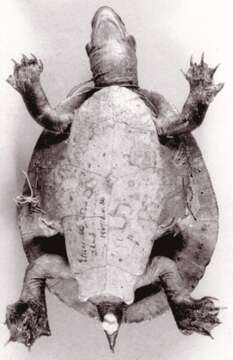 Image of Murray River Turtle