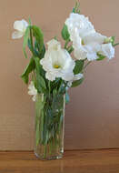 Image of showy prairie gentian