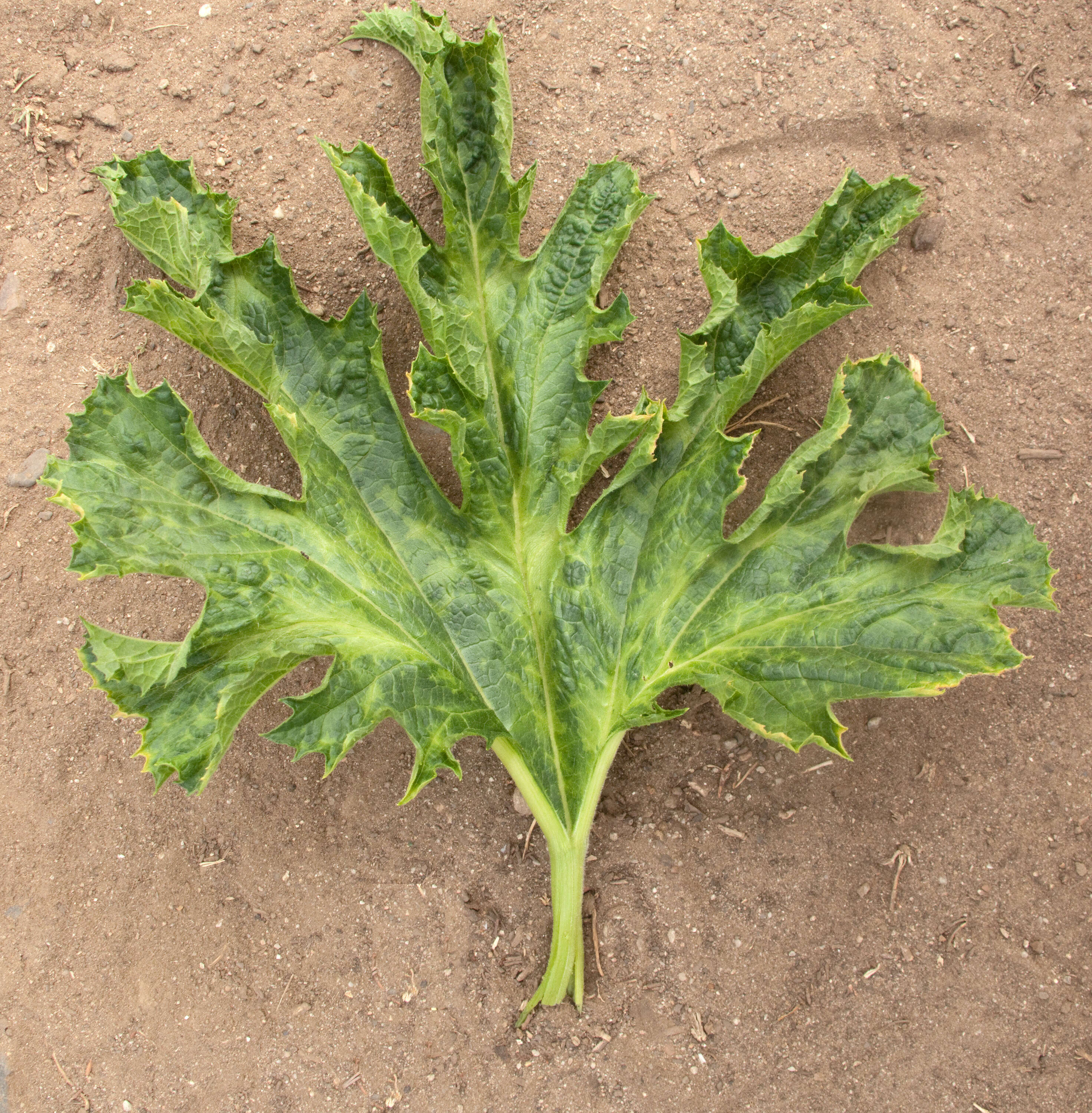 Image of Zucchini yellow mosaic virus